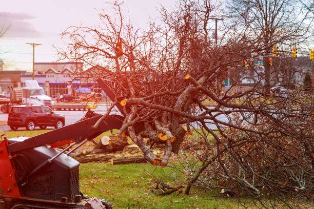 Best Commercial Tree Services  in Waukomis, OK
